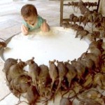 L’enfant-bulle et le rat d’égout