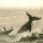 A la poursuite de Moby Dick