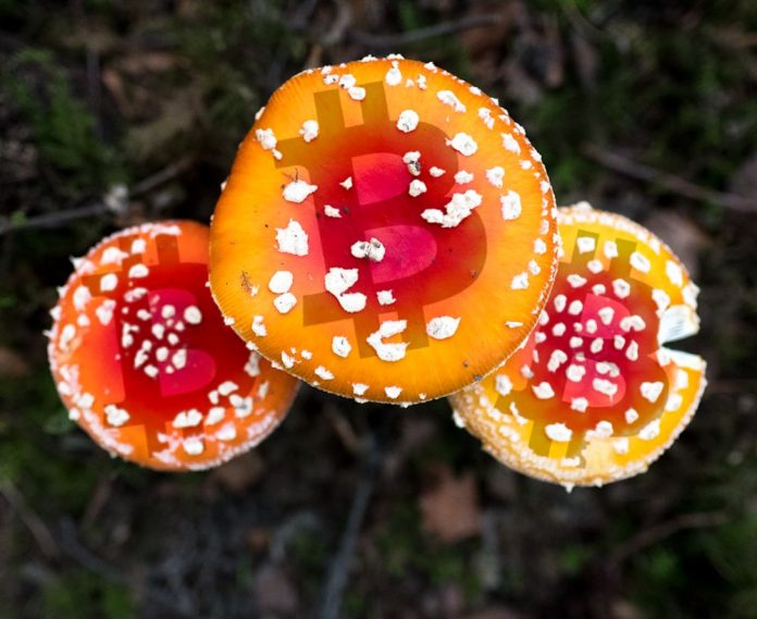 bitcoin champignon
