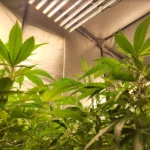 Une culture de CBD chauffée en minant du bitcoin