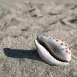 Les bitcoins sont-ils fongibles ?